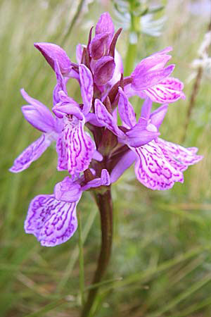 Dactylorhiza savogiensis \ Savoyen-Fingerwurz, Savoyen-Knabenkraut / Savoyan Orchid, F  Pyrenäen/Pyrenees, Val de Galbe 27.6.2008 