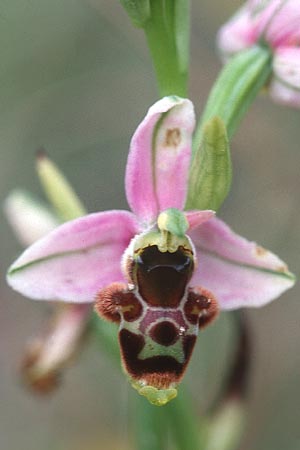 Ophrys santonica \ Saintonge-Ragwurz / Saintonge Bee Orchid, F  Charente Mansle 4.7.1998 