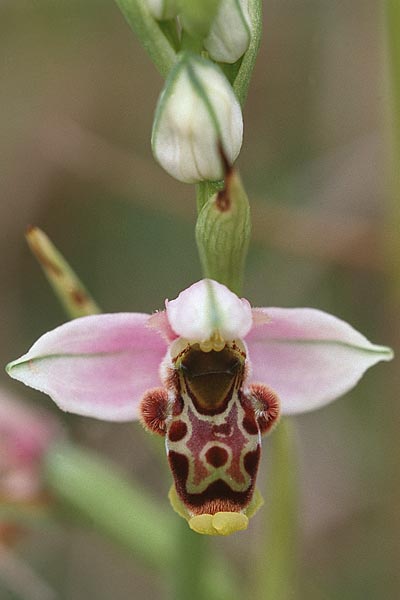 Ophrys santonica \ Saintonge-Ragwurz / Saintonge Bee Orchid, F  Charente Mansle 4.7.1998 