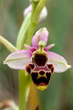 Ophrys santonica \ Saintonge-Ragwurz / Saintonge Bee Orchid, F  Charente Mansle 4.7.1998 