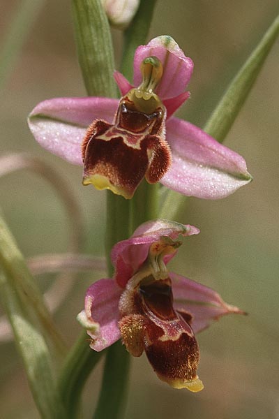 Ophrys santonica \ Saintonge-Ragwurz / Saintonge Bee Orchid, F  Charente Mansle 4.7.1998 