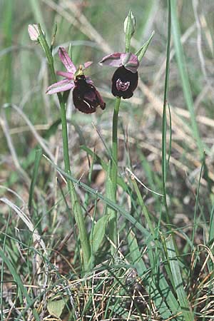 Ophrys saratoi \ Sarato-Ragwurz / Sarato's Bee Orchid, F  S.Vallier-de-Thiey 16.5.1996 