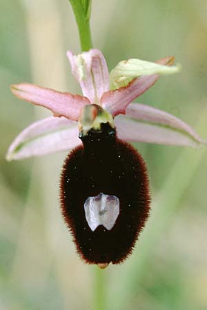 Ophrys saratoi \ Sarato-Ragwurz / Sarato's Bee Orchid, F  S.Vallier-de-Thiey 16.5.1996 