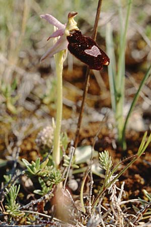 Ophrys saratoi \ Sarato-Ragwurz / Sarato's Bee Orchid, F  Ampus 21.5.1998 