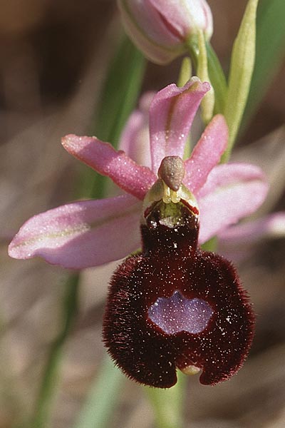 Ophrys saratoi \ Sarato-Ragwurz / Sarato's Bee Orchid, F  Draguignan 21.5.1998 