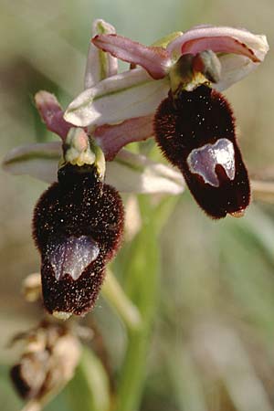 Ophrys saratoi \ Sarato-Ragwurz / Sarato's Bee Orchid, F  Ampus 21.5.1998 