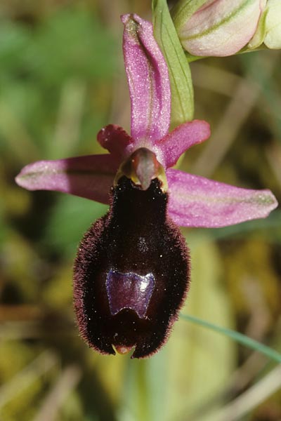 Ophrys saratoi / Sarato's Bee Orchid, F  Bagnols-en-Foret 30.4.2001 