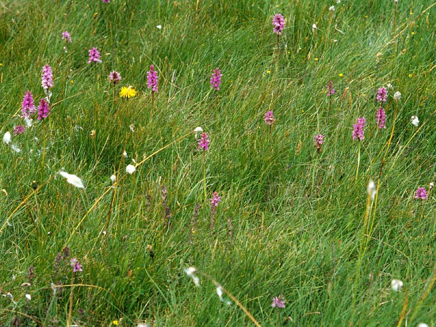 Dactylorhiza savogiensis \ Savoyen-Fingerwurz, Savoyen-Knabenkraut / Savoyan Orchid, F  Dept. Savoie,Col de Saisies 14.7.2002 