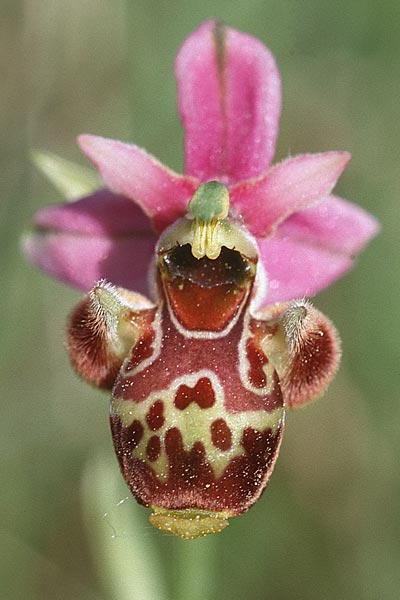 Ophrys scolopax \ Schnepfen-Ragwurz (großblütig), F  Ardeche 23.5.1998 