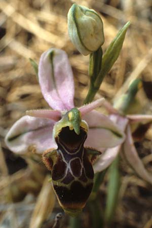 Ophrys scolopax \ Schnepfen-Ragwurz / Woodcock Orchid, F  Montagne de la Clape 10.5.1984 