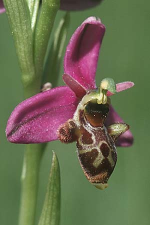 [click] Ophrys scolopax, F   Causse du Larzac 5.6.2004 