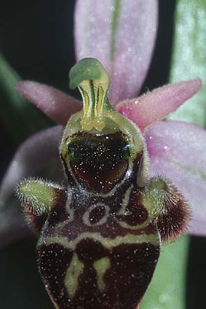 Ophrys scolopax \ Schnepfen-Ragwurz / Woodcock Orchid, F  Dept. Aveyron, Tiergues 28.5.2005 