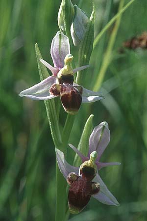 Ophrys scolopax \ Schnepfen-Ragwurz / Woodcock Orchid, F  Causse du Larzac 29.5.2005 