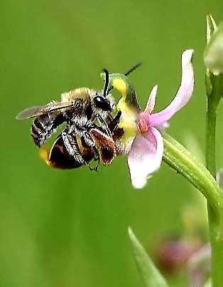 Ophrys scolopax \ Schnepfen-Ragwurz / Woodcock Orchid (mit/with Eucera spec.), F  S.Felix-Lauragais 29.5.2002 (Photo: Helmut Presser)