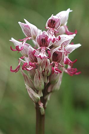 [click] Orchis simia, F   Chambery 4.5.2004 