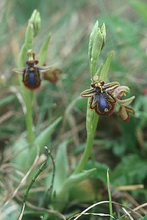 Ophrys speculum / Mirror Orchid, F  Toreilles 28.3.2003 