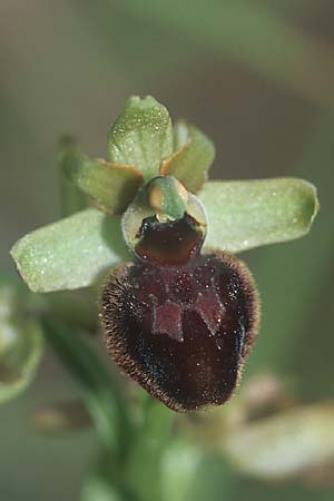 Ophrys sphegodes / Early Spider Orchid, F  Grenoble 4.5.2004 