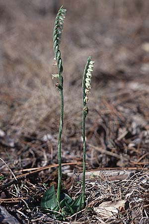 Spiranthes spiralis \ Herbst-Drehwurz, F  Montagne du Luberon 11.10.2003 