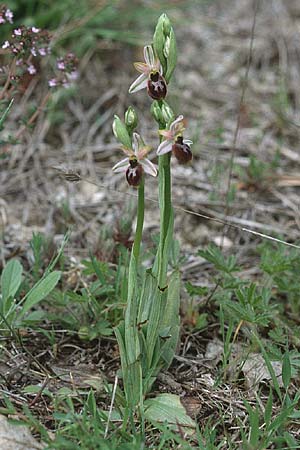 Ophrys splendida \ Glänzende Ragwurz / Gleaming Bee Orchid, F  Bagnols-en-Foret 28.4.2002 
