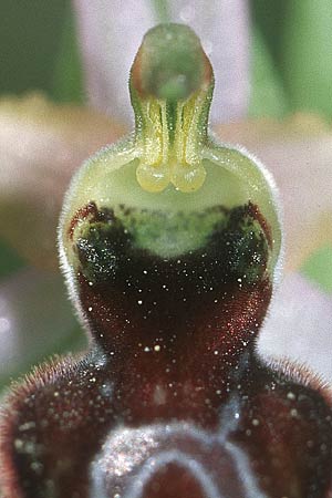 Ophrys splendida \ Glänzende Ragwurz / Gleaming Bee Orchid, F  Bagnols-en-Foret 17.5.2004 