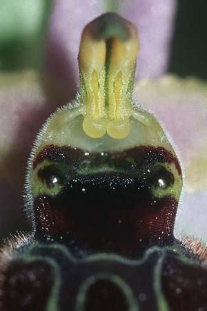 Ophrys splendida, F Martigues 1.5.05
