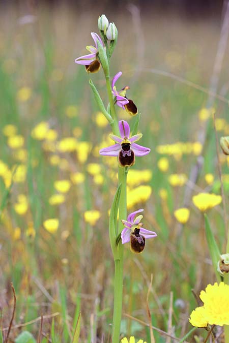 Ophrys splendida \ Glänzende Ragwurz / Gleaming Bee Orchid, F  Martigues 8.4.2018 (Photo: Christian Schlomann)