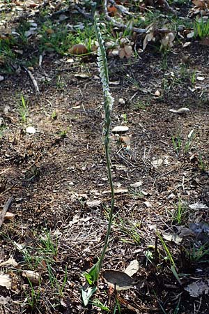 Spiranthes spiralis \ Herbst-Drehwurz, F  Maures, Les Mayons 8.10.2021 