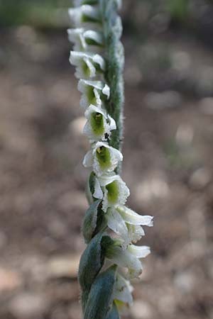 Spiranthes spiralis \ Herbst-Drehwurz, F  Maures, Les Mayons 8.10.2021 