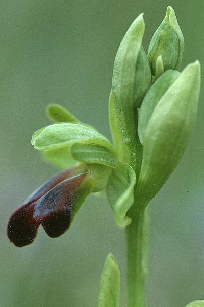 Ophrys sulcata \ Gefurchte Braune Ragwurz / Furrowed Dull Orchid, F  Corbières, Bugarach 8.5.2000 