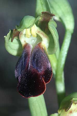 Ophrys sulcata \ Gefurchte Braune Ragwurz, F  Blausasc 30.4.2001 