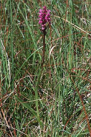 Dactylorhiza traunsteineri subsp. vosagiaca \ Wasgau-Fingerwurz, Wasgau-Knabenkraut, F  Sturzelbronn 21.6.1998 