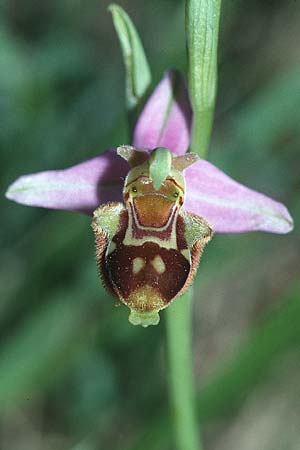 Ophrys truncata \ Gestutzte Hummel-Ragwurz / Truncated Bee Orchid, F  Toulouse 30.5.2000 