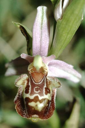 Ophrys truncata \ Gestutzte Hummel-Ragwurz / Truncated Bee Orchid, F  Toulouse 30.5.2000 