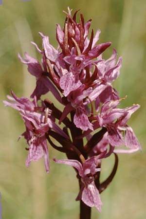 Dactylorhiza traunsteineri subsp. vosagiaca \ Wasgau-Fingerwurz, Wasgau-Knabenkraut / Wasgau Marsh Orchid, F  Erbsenthal 21.6.1998 