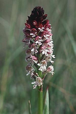 Neotinea ustulata \ Brand-Knabenkraut / Burnt Orchid, F  Causse Noir 25.5.2002 