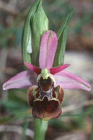 Ophrys vetula \ Seealpen-Ragwurz, F  Col d'Eze 16.4.2001 