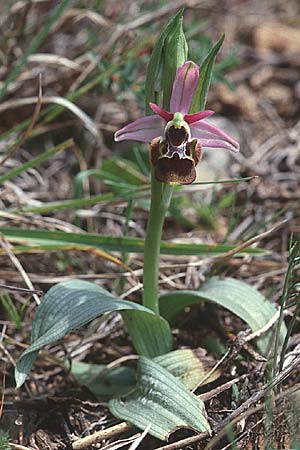 Ophrys vetula \ Seealpen-Ragwurz / Maritine Alps Bee Orchid, F  Col d'Eze 16.4.2001 