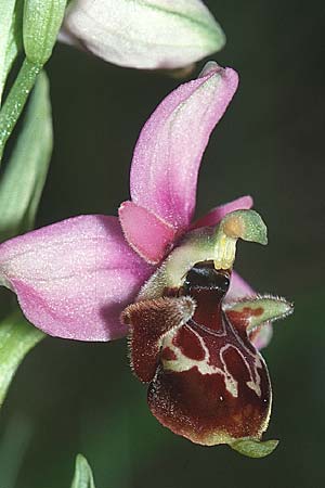 Ophrys vetula \ Seealpen-Ragwurz / Maritine Alps Bee Orchid, F  Blausasc 30.4.2001 