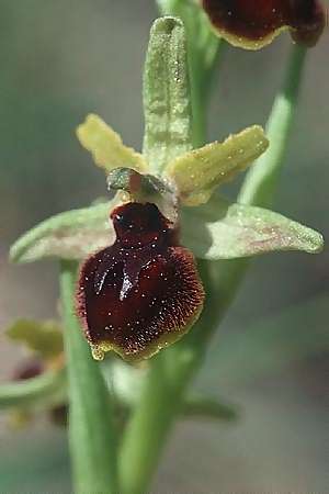 Ophrys araneola \ Kleine Spinnen-Ragwurz / Small Spider Orchid, F  Blausasc 27.4.2002 