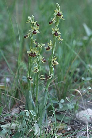 Ophrys virescens \ Grün-Bleibende Ragwurz, F  Toulon 29.4.2002 