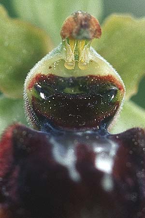 Ophrys virescens \ Grün-Bleibende Ragwurz, F  Corbières, Bugarach 20.5.2003 