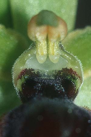 Ophrys virescens \ Grün-Bleibende Ragwurz, F  Massif de l'Estaque 30.4.2005 