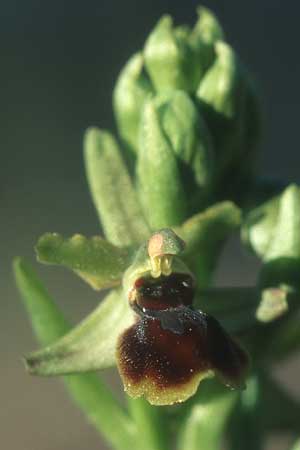 Ophrys virescens \ Grün-Bleibende Ragwurz, F  Massif de l'Estaque 30.4.2005 