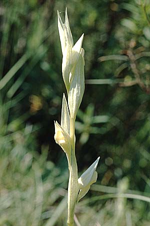 Serapias vomeracea farbvariante_color-variant / Plow-Share Serapias, F  Maures, La Motte 16.5.1996 