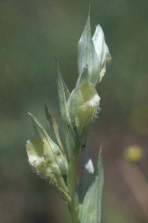 Serapias vomeracea farbvariante_color-variant / Plow-Share Serapias, F  Maures, La Motte 26.5.2005 