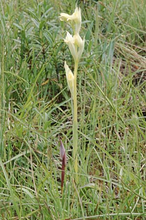 Serapias vomeracea farbvariante_color-variant \ Pflugschar-Zungenständel, F  Draguignan 14.5.1999 