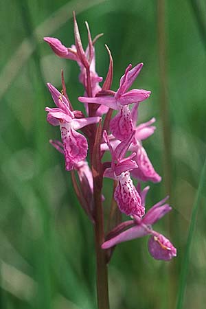 Dactylorhiza wirtgenii \ Wirtgens Fingerwurz ?, Wirtgens Knabenkraut ? / Wirtgen's Marsh Orchid ? (?), F  Haute Marne 16.6.2002 