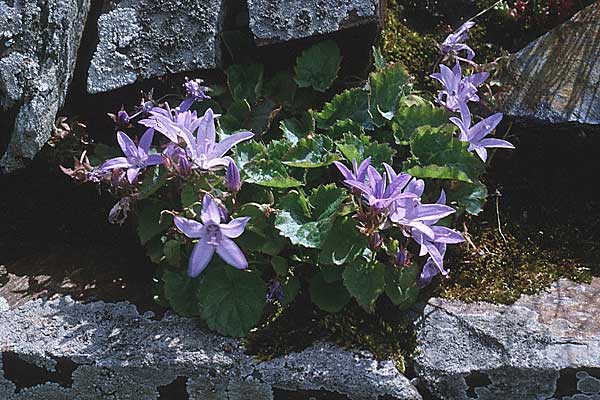 Campanula portenschlagiana \ Dalmatiner Glockenblume, Mauer-Glockenblume / Dalmatian Bellflower, GB Boscastle 10.7.1997