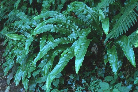 Asplenium scolopendrium \ Hirschzungen-Farn / Hart's-tongue, GB Culbone 4.7.1997