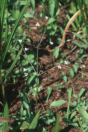 Alisma plantago-aquatica \ Gewhnlicher Froschlffel / Water-Plantain, GB South Wales, Kenfig 7.8.2005